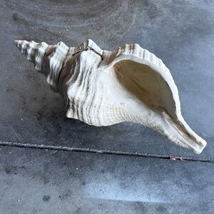 Source Unknown Cream Spiral Shell Sculpture